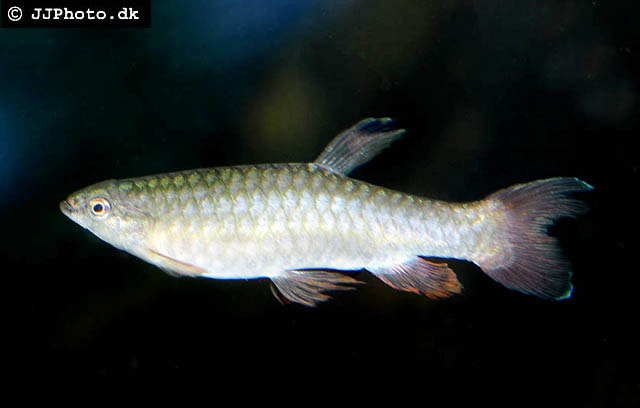 Pyrrhulina obermulleri Myers, 1926